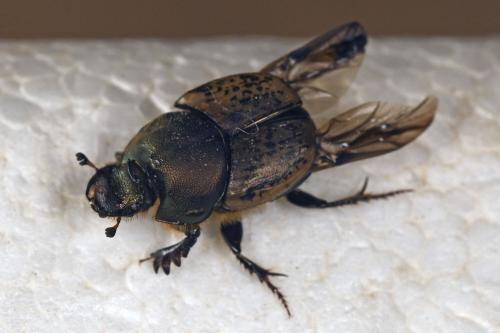 Réf. 320 672 : Onthophagus vacca