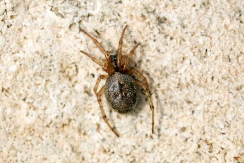 Réf. 320 651 : Enoplognatha diversa