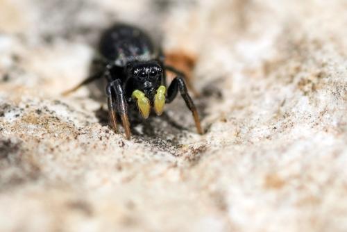 Réf. 320 534 : Heliophanus lineiventris