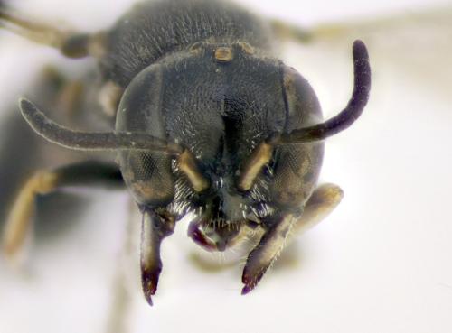 Réf. 320 045 : Passaloecus gracilis