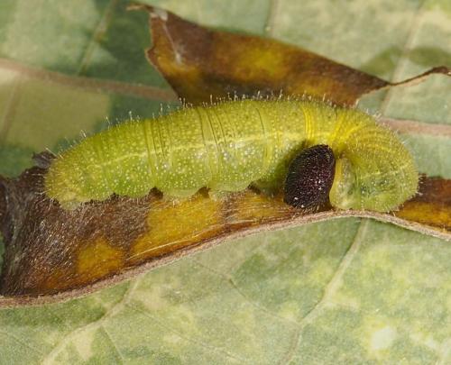 Xenophanes tryxus
