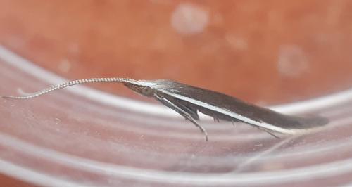 Coleophora albella