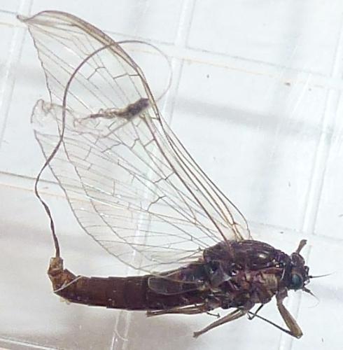 Réf. 320 327 : Baetinae inconnu