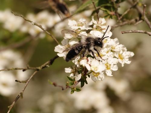 Réf. 320 387 : Andrena cineraria