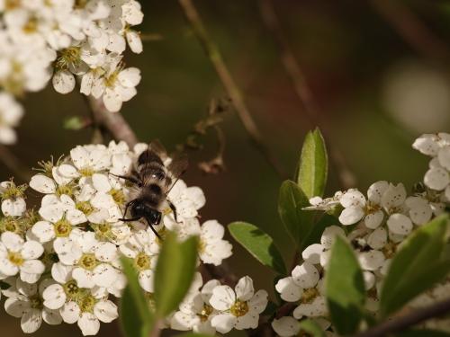 Andrena cineraria