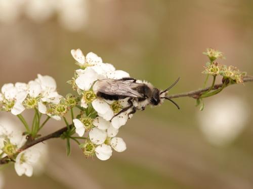 Réf. 320 388 : Andrena cineraria