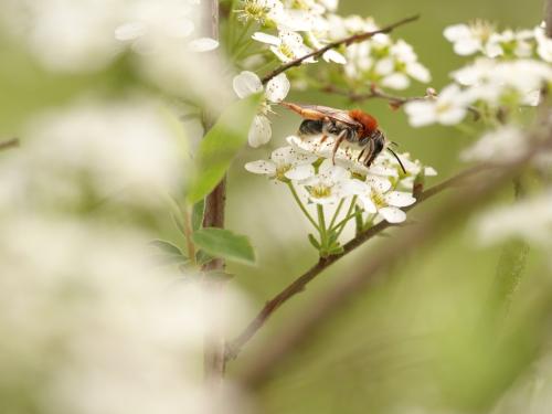 Réf. 320 383 : Andrena haemorrhoa