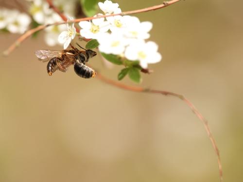 Réf. 320 384 : Andrena haemorrhoa