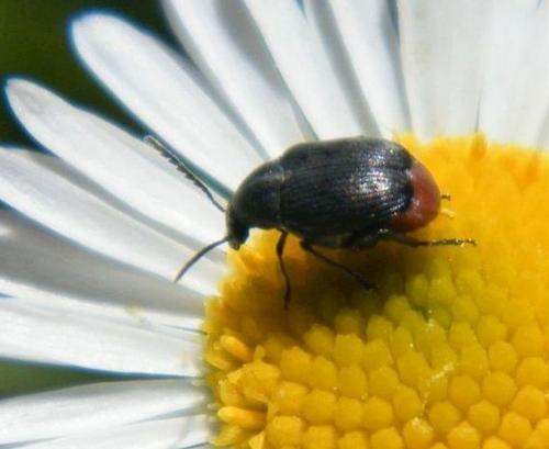 Bruchidius siliquastri