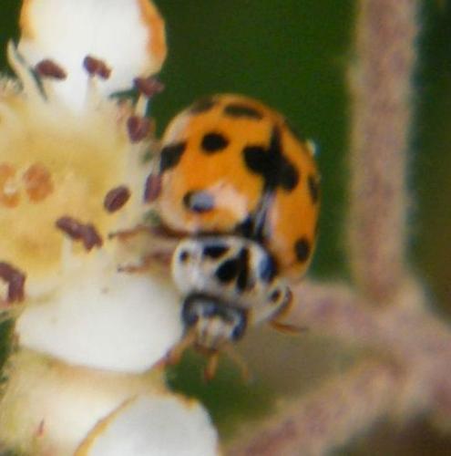 Adalia decempunctata
