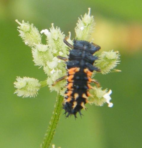 Harmonia axyridis