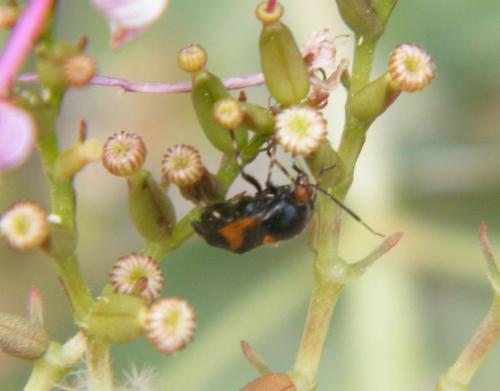 Deraeocoris schach