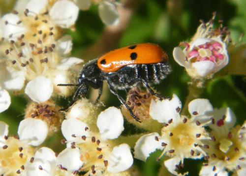 Réf. 320 376 : Lachnaia sp.