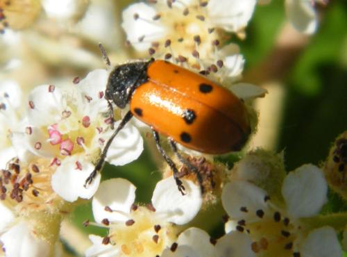 Réf. 320 377 : Lachnaia sp.