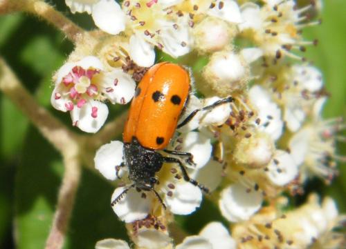 Réf. 320 378 : Lachnaia sp.
