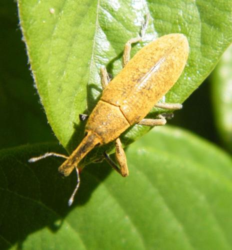Réf. 320 321 : Lixus pulverulentus