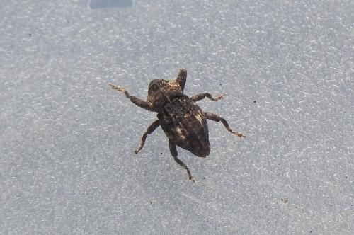 Acallocrates minutesquamosus