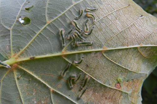 Caliroa annulipes