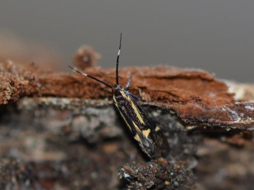 Esperia sulphurella