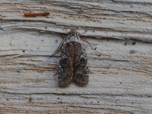 Réf. 320 917 : Agonopterix purpurea