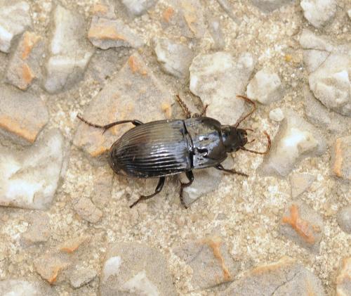 Abax ovalis
