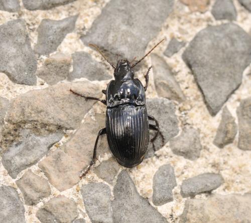 Abax ovalis
