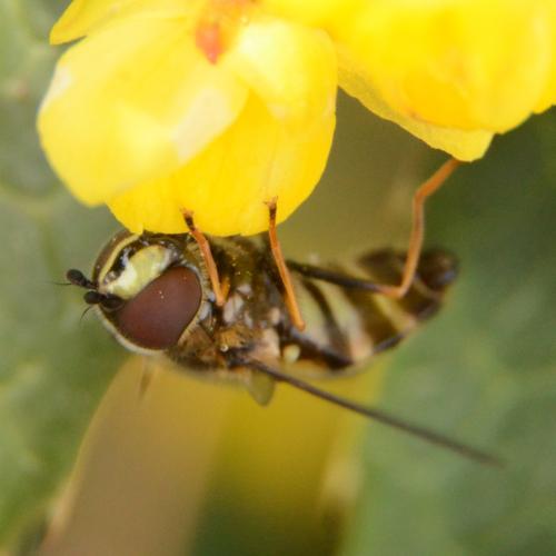 Réf. 320 057 : Dasysyrphus tricinctus