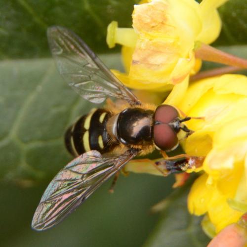 Réf. 320 056 : Dasysyrphus tricinctus