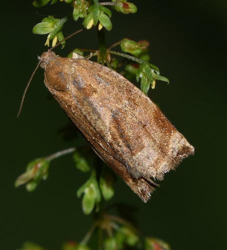 Réf. 320 108 : Archips crataegana