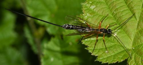 Rhyssella obliterata