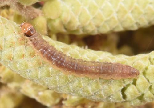 Réf. 320 301 : Epinotia tenerana