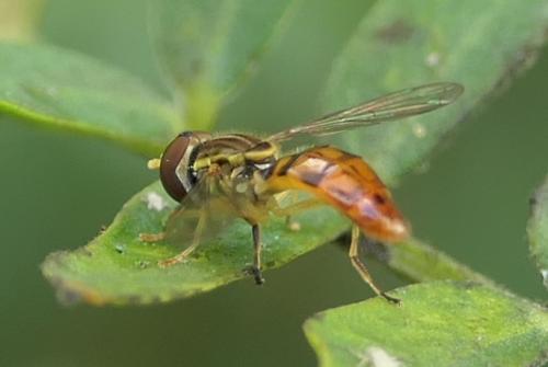 Toxomerus floralis
