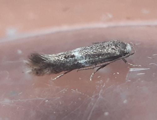 Elachista sp.