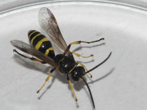 Réf. 320 624 : Gorytes sp.
