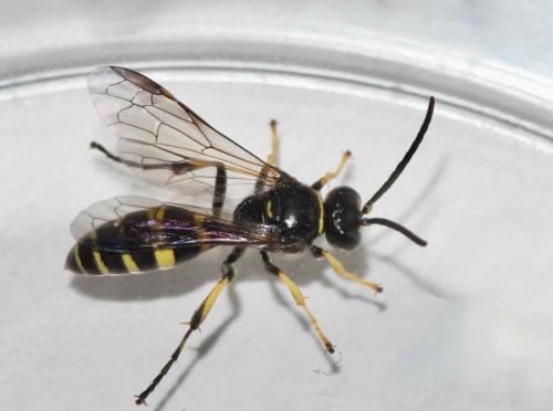 Réf. 320 627 : Gorytes sp.
