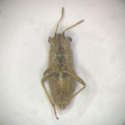Henestaris sp.
