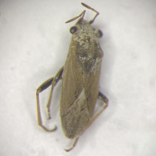 Réf. 320 970 : Henestaris sp.