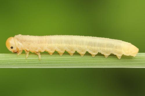 Dolerus nigratus