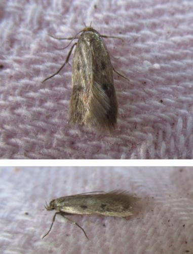 Réf. 320 937 : Borkhausenia nefrax