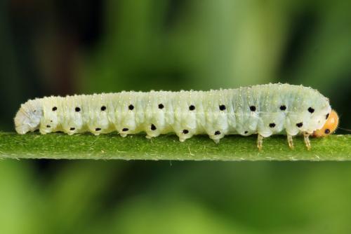 Sciapteryx costalis
