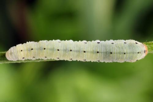 Sciapteryx costalis