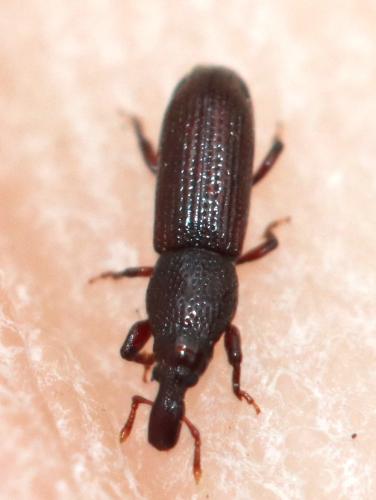 Réf. 320 420 : Euophryum sp.