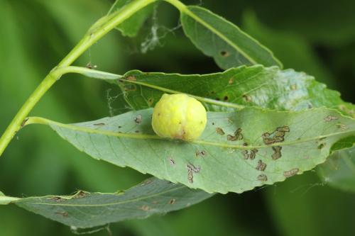 Euura saliciscinereae