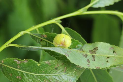 Euura saliciscinereae