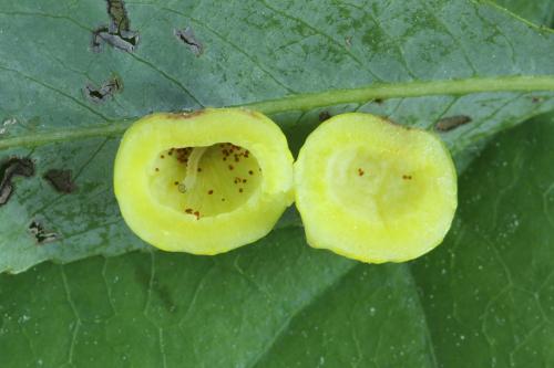 Euura saliciscinereae