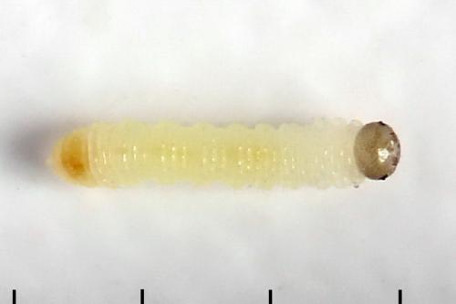 Euura saliciscinereae