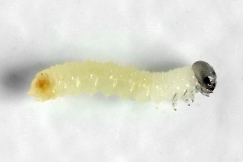 Euura saliciscinereae