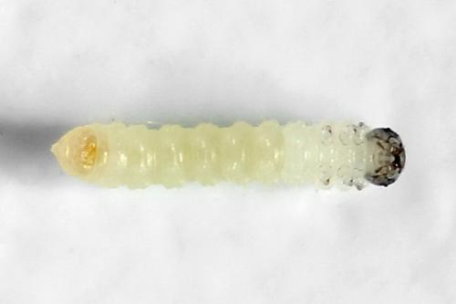 Euura saliciscinereae