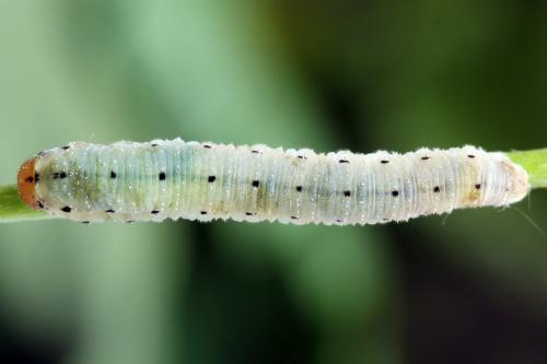 Sciapteryx costalis