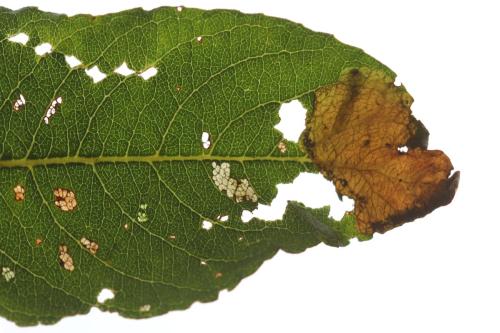 Réf. 320 690 : Heterarthrus microcephalus